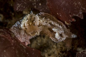  ( - 127641.1)  @11 [ ] CreativeCommons - Attribution Non-Commercial Share-Alike (2019) M. Malaquias University of Bergen, Natural History Collections