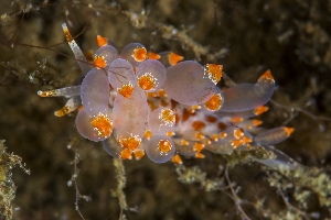  ( - 127645.1)  @11 [ ] CreativeCommons - Attribution Non-Commercial Share-Alike (2019) M. Malaquias University of Bergen, Natural History Collections