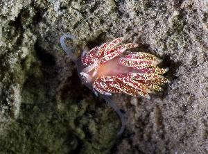  ( - 127649.1)  @11 [ ] CreativeCommons - Attribution Non-Commercial Share-Alike (2019) M. Malaquias University of Bergen, Natural History Collections