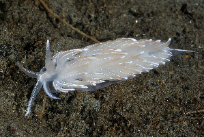  ( - 127717.1)  @11 [ ] CreativeCommons - Attribution Non-Commercial Share-Alike (2019) M. Malaquias University of Bergen, Natural History Collections