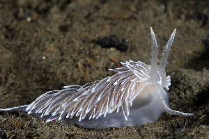  ( - 127718.1)  @11 [ ] CreativeCommons - Attribution Non-Commercial Share-Alike (2019) M. Malaquias University of Bergen, Natural History Collections