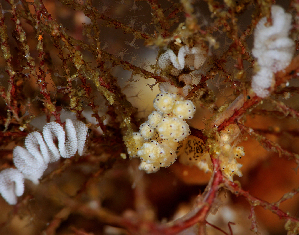  ( - 127729.1)  @11 [ ] CreativeCommons - Attribution Non-Commercial Share-Alike (2019) M. Malaquias University of Bergen, Natural History Collections