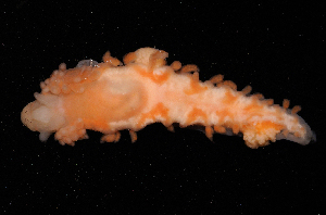  ( - 127731.1)  @11 [ ] CreativeCommons - Attribution Non-Commercial Share-Alike (2019) M. Malaquias University of Bergen, Natural History Collections