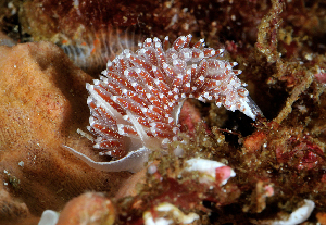  ( - 127739.1)  @11 [ ] CreativeCommons - Attribution Non-Commercial Share-Alike (2019) M. Malaquias University of Bergen, Natural History Collections