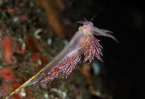  ( - 127772.1)  @11 [ ] CreativeCommons - Attribution Non-Commercial Share-Alike (2019) M. Malaquias University of Bergen, Natural History Collections
