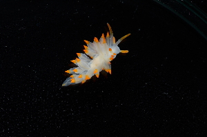  ( - 127813.1)  @11 [ ] CreativeCommons - Attribution Non-Commercial Share-Alike (2019) M. Malaquias University of Bergen, Natural History Collections