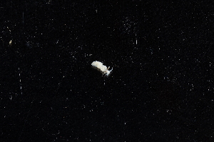  ( - 127832.1)  @11 [ ] CreativeCommons - Attribution Non-Commercial Share-Alike (2019) M. Malaquias University of Bergen, Natural History Collections