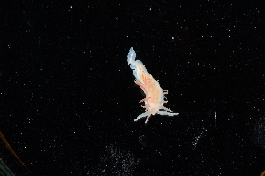  ( - 127836.1)  @11 [ ] CreativeCommons - Attribution Non-Commercial Share-Alike (2019) M. Malaquias University of Bergen, Natural History Collections