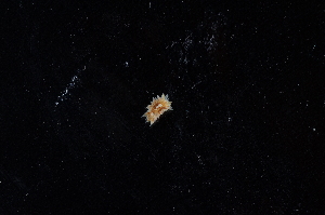  ( - 129654.1)  @11 [ ] CreativeCommons - Attribution Non-Commercial Share-Alike (2019) M. Malaquias University of Bergen, Natural History Collections