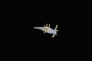  ( - 129656.1)  @11 [ ] CreativeCommons - Attribution Non-Commercial Share-Alike (2019) M. Malaquias University of Bergen, Natural History Collections