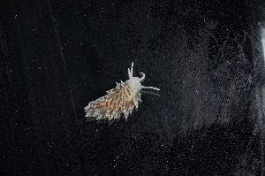  ( - 129690.1)  @11 [ ] CreativeCommons - Attribution Non-Commercial Share-Alike (2019) M. Malaquias University of Bergen, Natural History Collections