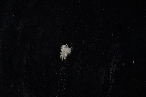  ( - 129693.1)  @11 [ ] CreativeCommons - Attribution Non-Commercial Share-Alike (2018) M. Malaquias University of Bergen, Natural History Collections