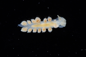  ( - 129790.1)  @11 [ ] CreativeCommons - Attribution Non-Commercial Share-Alike (2018) M. Malaquias University of Bergen, Natural History Collections