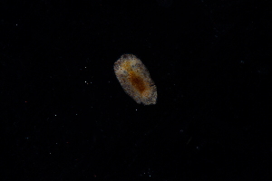  ( - 129848.1)  @11 [ ] CreativeCommons - Attribution Non-Commercial Share-Alike (2018) M. Malaquias University of Bergen, Natural History Collections