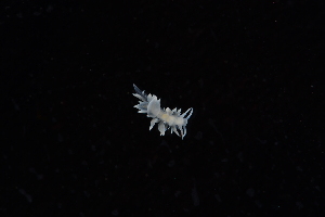  ( - 130646.1)  @11 [ ] CreativeCommons - Attribution Non-Commercial Share-Alike (2018) M. Malaquias University of Bergen, Natural History Collections