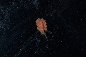  ( - 130696.1)  @11 [ ] CreativeCommons - Attribution Non-Commercial Share-Alike (2018) M. Malaquias University of Bergen, Natural History Collections