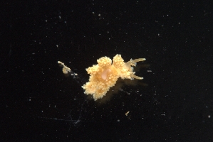  ( - 130711.1)  @11 [ ] CreativeCommons - Attribution Non-Commercial Share-Alike (2018) M. Malaquias University of Bergen, Natural History Collections