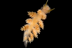  ( - 130727.1)  @11 [ ] CreativeCommons - Attribution Non-Commercial Share-Alike (2018) M. Malaquias University of Bergen, Natural History Collections