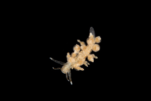 ( - 130728.1)  @11 [ ] CreativeCommons - Attribution Non-Commercial Share-Alike (2018) M. Malaquias University of Bergen, Natural History Collections