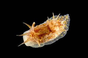  (Okenia aspersa - 130735.1)  @11 [ ] CreativeCommons - Attribution Non-Commercial Share-Alike (2018) M. Malaquias University of Bergen, Natural History Collections