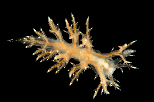  ( - 130760.1)  @11 [ ] CreativeCommons - Attribution Non-Commercial Share-Alike (2018) M. Malaquias University of Bergen, Natural History Collections