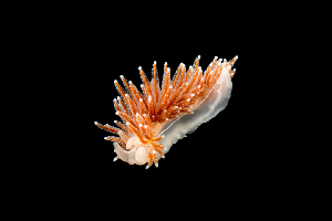  ( - 130769.1)  @11 [ ] CreativeCommons - Attribution Non-Commercial Share-Alike (2018) M. Malaquias University of Bergen, Natural History Collections