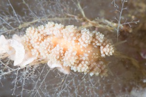  ( - 130779.1)  @11 [ ] CreativeCommons - Attribution Non-Commercial Share-Alike (2018) M. Malaquias University of Bergen, Natural History Collections