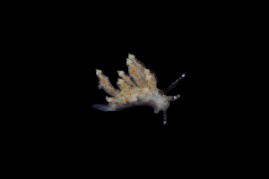  ( - 130788.1)  @11 [ ] CreativeCommons - Attribution Non-Commercial Share-Alike (2018) M. Malaquias University of Bergen, Natural History Collections