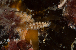  ( - 131665.1)  @11 [ ] CreativeCommons - Attribution Non-Commercial Share-Alike (2018) M. Malaquias University of Bergen, Natural History Collections