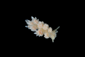  ( - 131688.1)  @11 [ ] CreativeCommons - Attribution Non-Commercial Share-Alike (2018) M. Malaquias University of Bergen, Natural History Collections