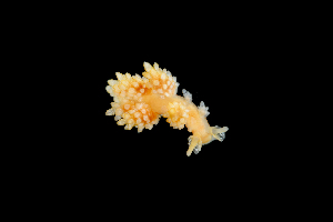  ( - 131695.1)  @11 [ ] CreativeCommons - Attribution Non-Commercial Share-Alike (2018) M. Malaquias University of Bergen, Natural History Collections