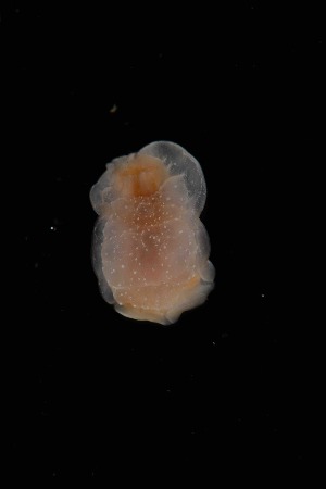 ( - 125040.1)  @11 [ ] CreativeCommons - Attribution Non-Commercial Share-Alike (2018) M. Malaquias University of Bergen, Natural History Collections