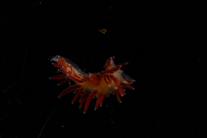  ( - 125044.1)  @11 [ ] CreativeCommons - Attribution Non-Commercial Share-Alike (2018) M. Malaquias University of Bergen, Natural History Collections