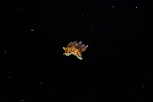  ( - 125048.1)  @11 [ ] CreativeCommons - Attribution Non-Commercial Share-Alike (2018) M. Malaquias University of Bergen, Natural History Collections