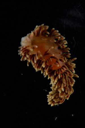  ( - 125061.1)  @11 [ ] CreativeCommons - Attribution Non-Commercial Share-Alike (2018) M. Malaquias University of Bergen, Natural History Collections
