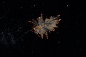  ( - 125062.1)  @11 [ ] CreativeCommons - Attribution Non-Commercial Share-Alike (2018) M. Malaquias University of Bergen, Natural History Collections