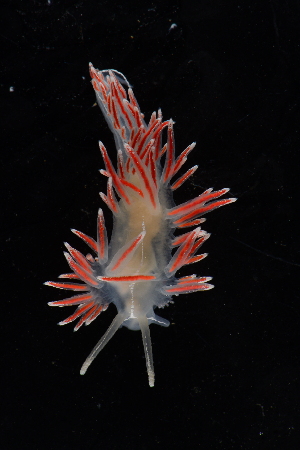  ( - 125082.1)  @11 [ ] CreativeCommons - Attribution Non-Commercial Share-Alike (2018) M. Malaquias University of Bergen, Natural History Collections