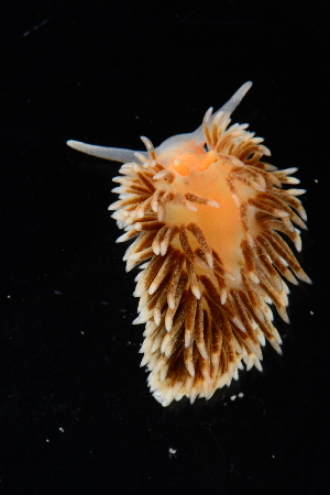  ( - 125101.1)  @11 [ ] CreativeCommons - Attribution Non-Commercial Share-Alike (2018) M. Malaquias University of Bergen, Natural History Collections