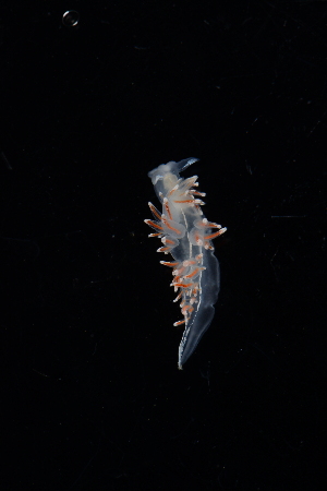  ( - 125107.1)  @11 [ ] CreativeCommons - Attribution Non-Commercial Share-Alike (2018) M. Malaquias University of Bergen, Natural History Collections