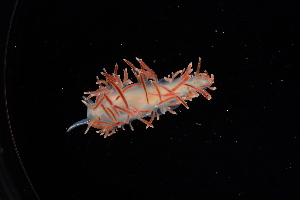  ( - 125126.1)  @11 [ ] CreativeCommons - Attribution Non-Commercial Share-Alike (2018) M. Malaquias University of Bergen, Natural History Collections