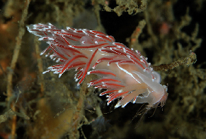  ( - 125046.1)  @11 [ ] CreativeCommons - Attribution Non-Commercial Share-Alike (2018) M. Malaquias University of Bergen, Natural History Collections