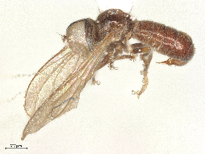  ( - BIOUG65616-H11)  @11 [ ] CreativeCommons - Attribution Share - Alike (2025) CBG Photography Group Centre for Biodiversity Genomics