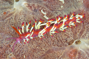  (Coryphellina delicata - SWKI150)  @11 [ ] by-sa  Unspecified Unspecified