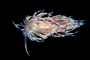  (Unidentiidae - SWKI165)  @11 [ ] by-sa  Unspecified Unspecified