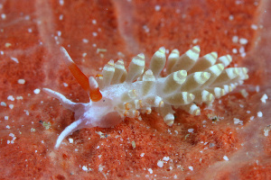  (Catriona osezakiensis - SWKI172)  @11 [ ] by-sa  Unspecified Unspecified