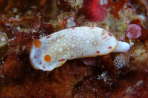  (Goniobranchus aureopurpureus - SWKI186)  @11 [ ] by-sa  Unspecified Unspecified