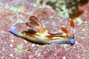  (Nembrotha - SWKI204)  @11 [ ] by-sa  Unspecified Unspecified