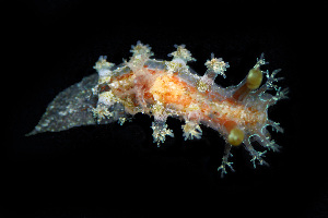  ( - SWKI211)  @11 [ ] by-sa  Unspecified Unspecified