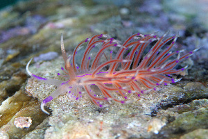  (Unidentiidae - SWKI222)  @11 [ ] by-sa  Unspecified Unspecified