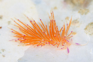  ( - SWKI223)  @11 [ ] by-sa  Unspecified Unspecified